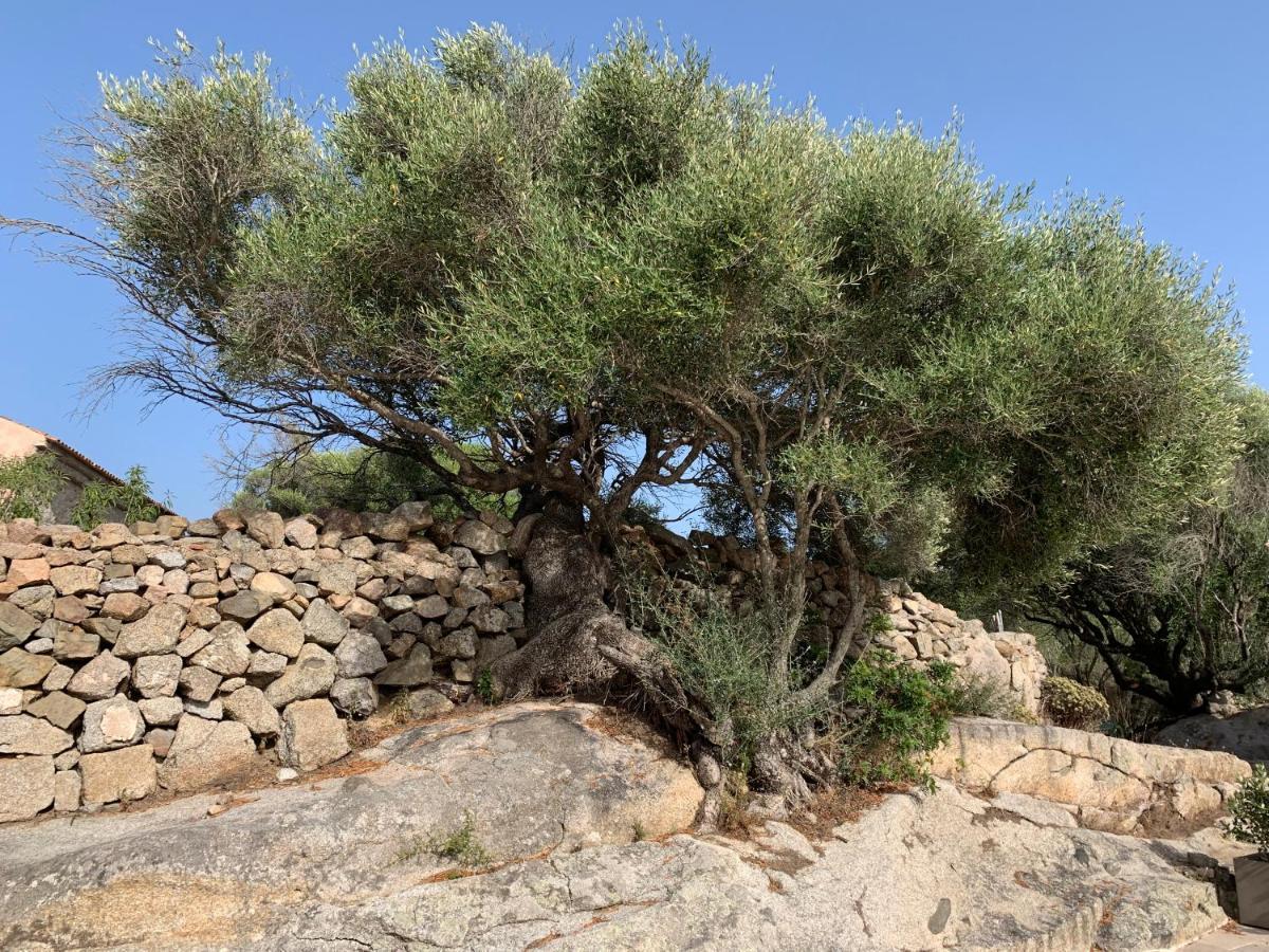 レーナ・マイオレ Stazzu Nuraghe Mannucciuゲストハウス エクステリア 写真